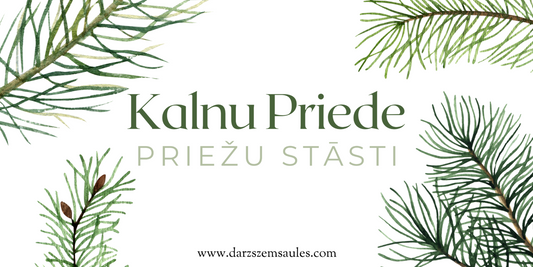 Priežu stāsti – Kalnu Priede