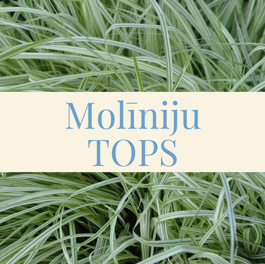 Molīniju diskrētais šarms