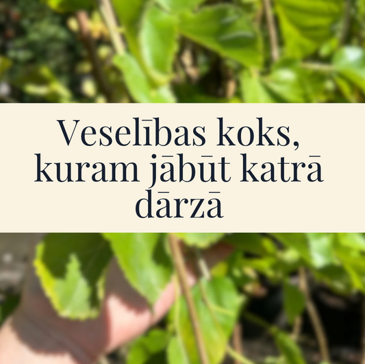 Veselības koks, kuram jābūt katrā dārzā- baltais zīdkoks | Morus Alba