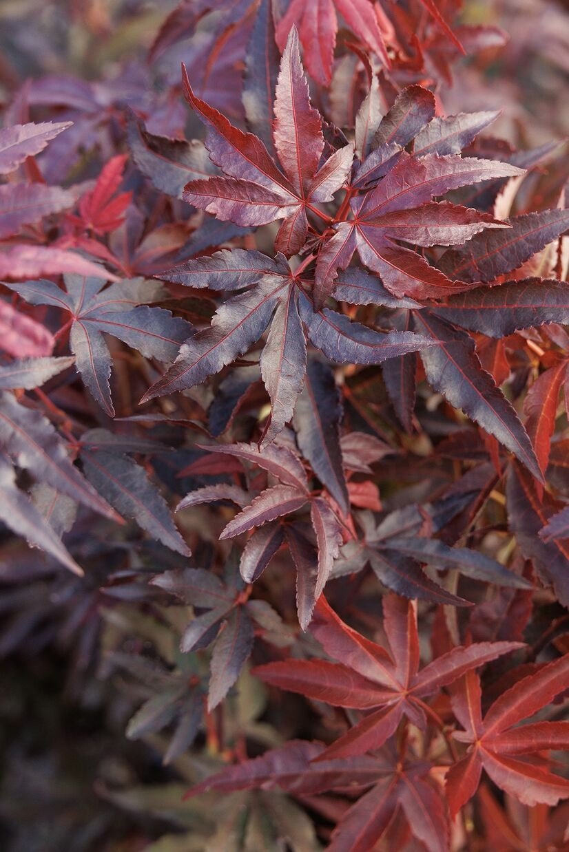 Japānas kļava 'Twombly's Red Sentinel'