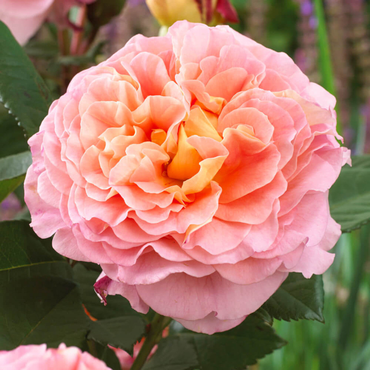 Roze Augusta Luise®