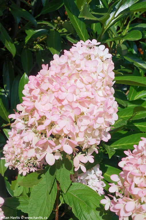 Hortenzija Magical Sweet Summer 'Bokrath'