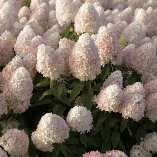 Hortenzija Magical Sweet Summer 'Bokrath'