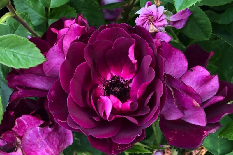 Roze 'Burgundy Iceberg' (Augststumbra)