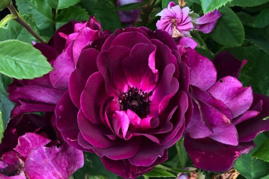 Roze 'Burgundy Iceberg' (Augststumbra)