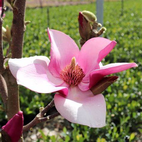 Magnolija soulangeana 'Cameo'