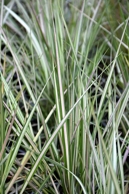 Aslapu ciesa 'Overdam'