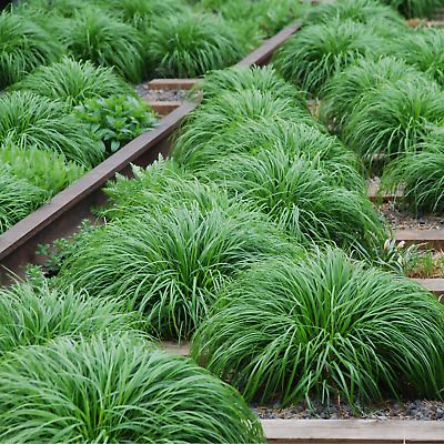 Grīslis ‘Irish Green’