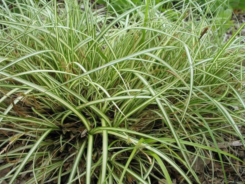 Grīslis ‘Variegata’