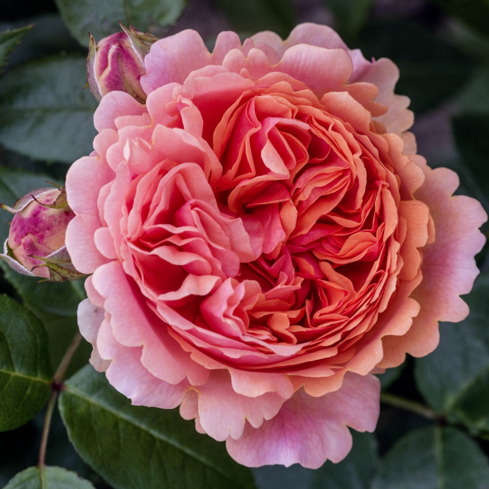 Roze Chippendale®