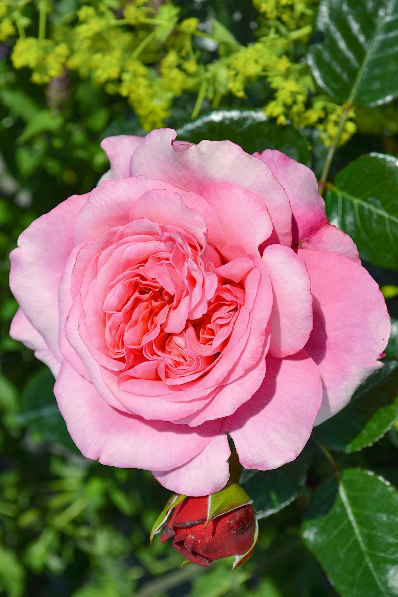 Roze Comeback®