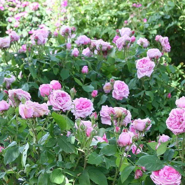 Roze 'Comte de Chambord' (Augststumbra)
