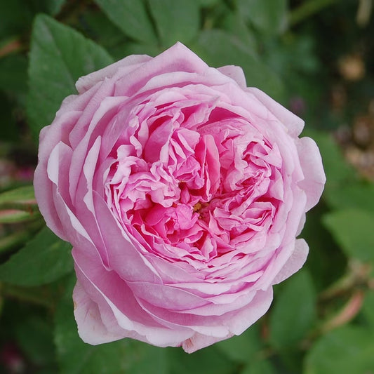 Roze 'Comte de Chambord' (Augststumbra)