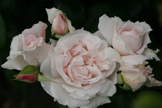 Roze Constanze Mozart®