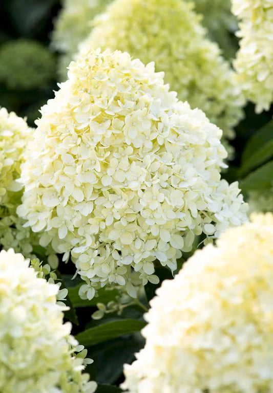 Hortenzija Living Cotton Cream®