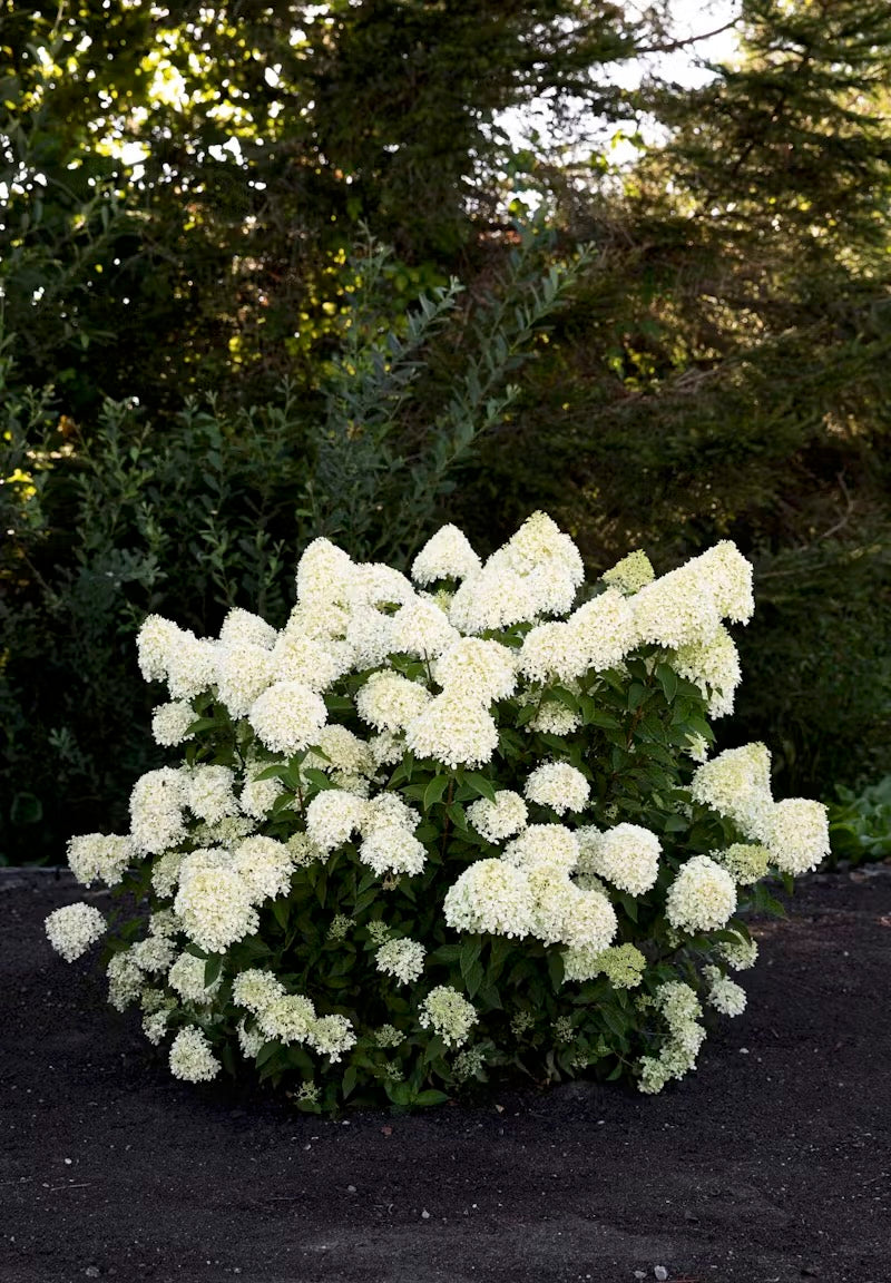 Hortenzija Living Cotton Cream®