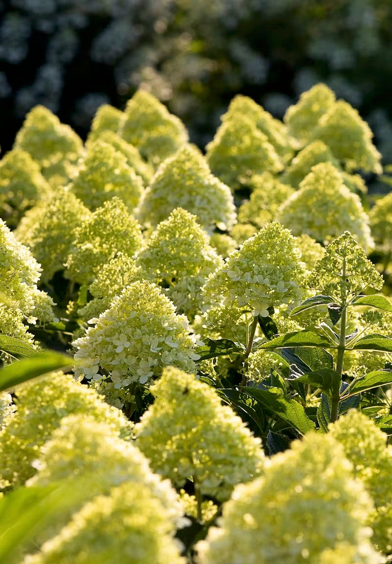 Hortenzija Living Cotton Cream®