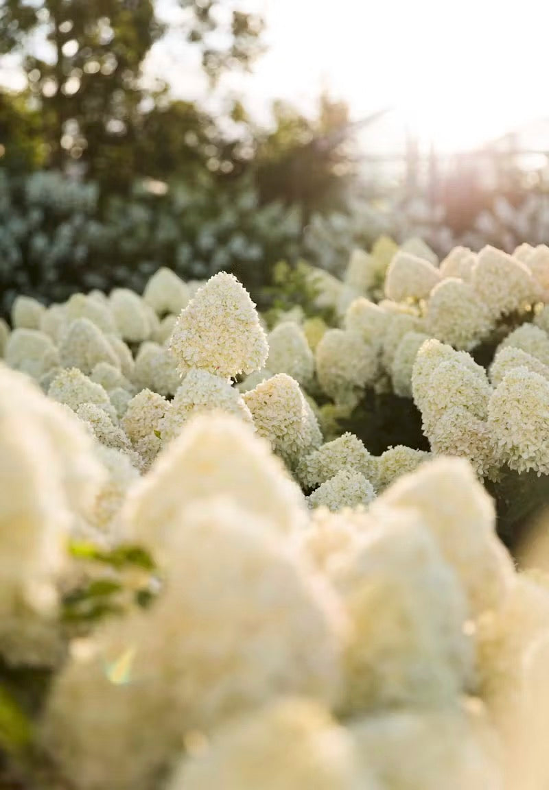 Hortenzija Living Cotton Cream®
