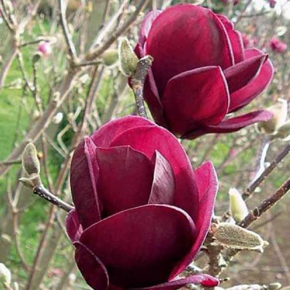 Magnolija soulangeana Genie