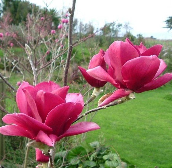 Magnolija 'Ians Red'