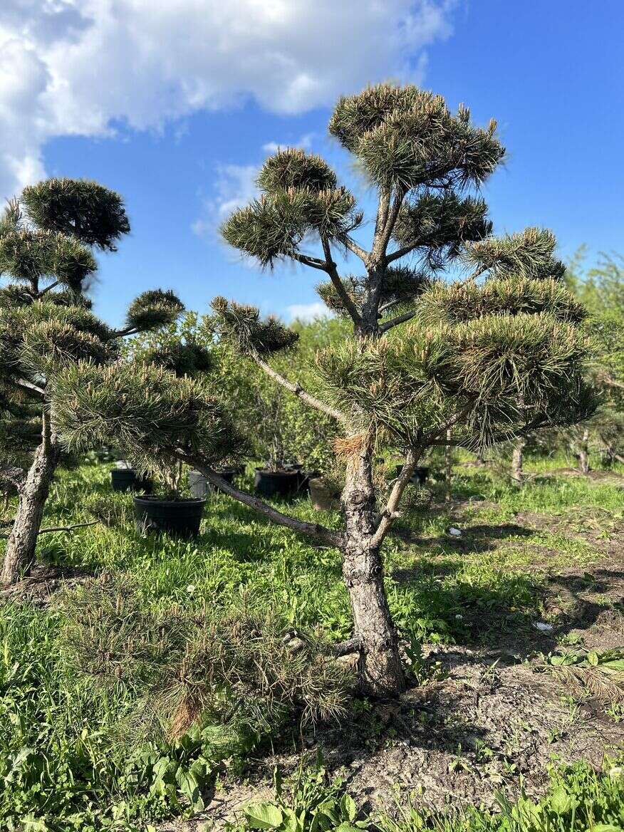 Bonsai | Niwaki | Melnā priede