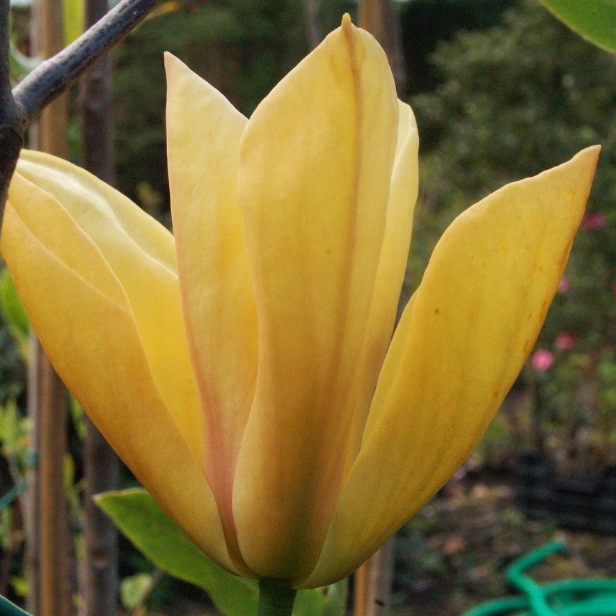 Magnolija Judy Zuk