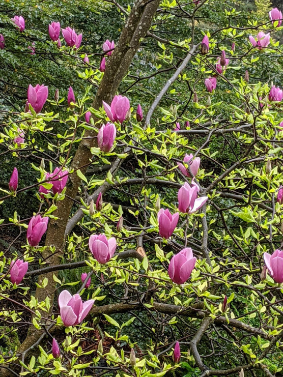 Magnolija 'Lilac Chalice'
