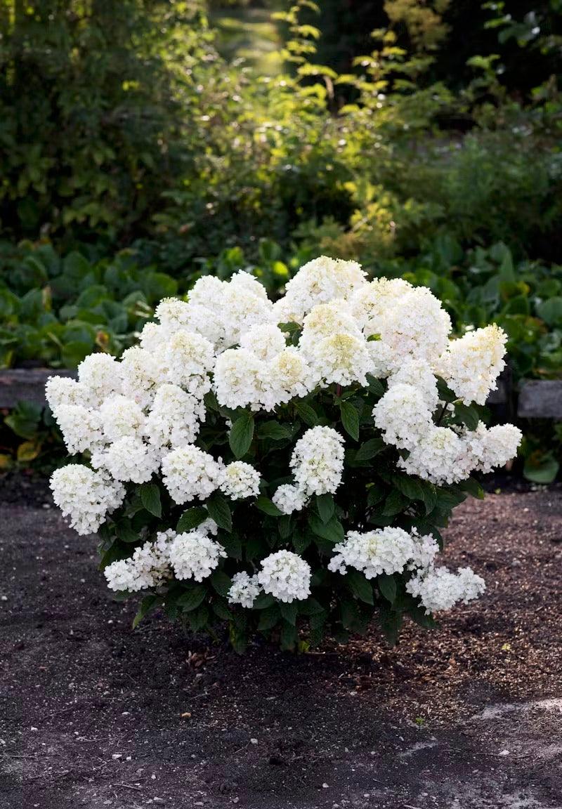 Hortenzija Living Little Blossom®