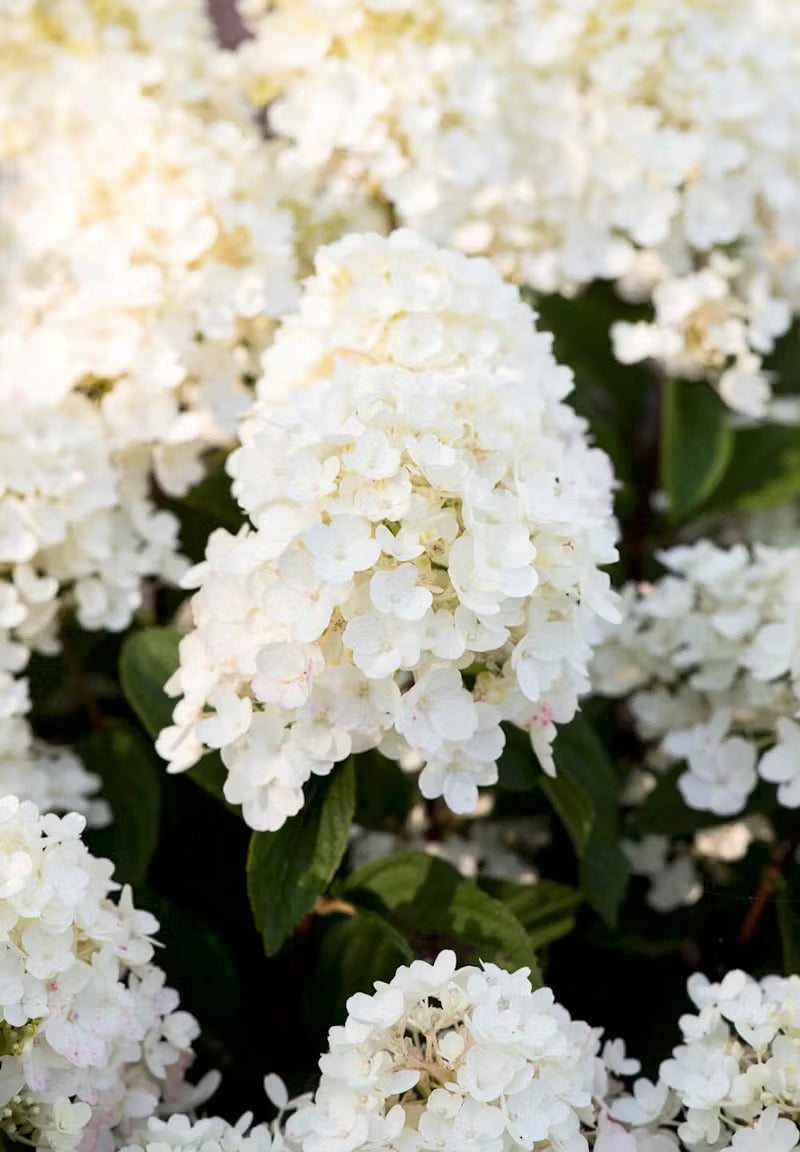 Hortenzija Living Little Blossom®