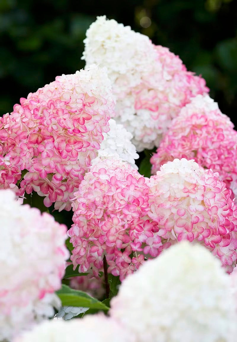 Hortenzija Living Pink & Rose®