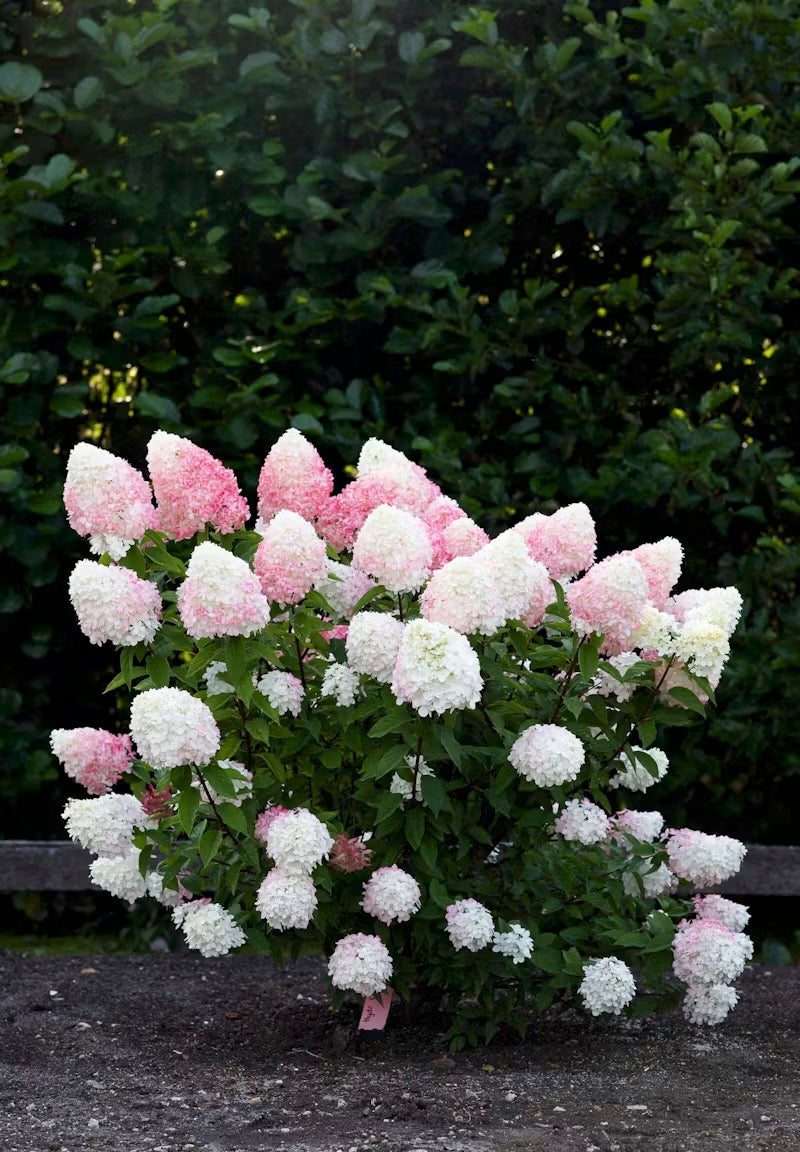 Hortenzija Living Pink & Rose®