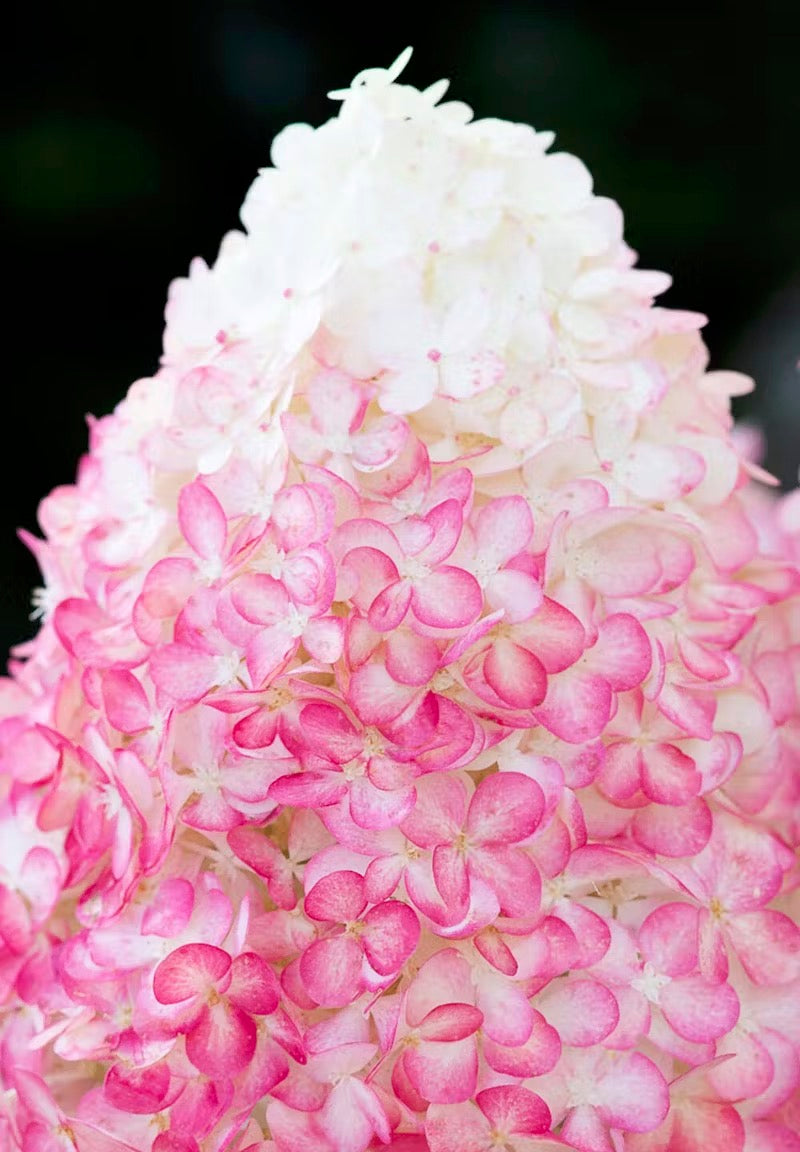 Hortenzija Living Pink & Rose®