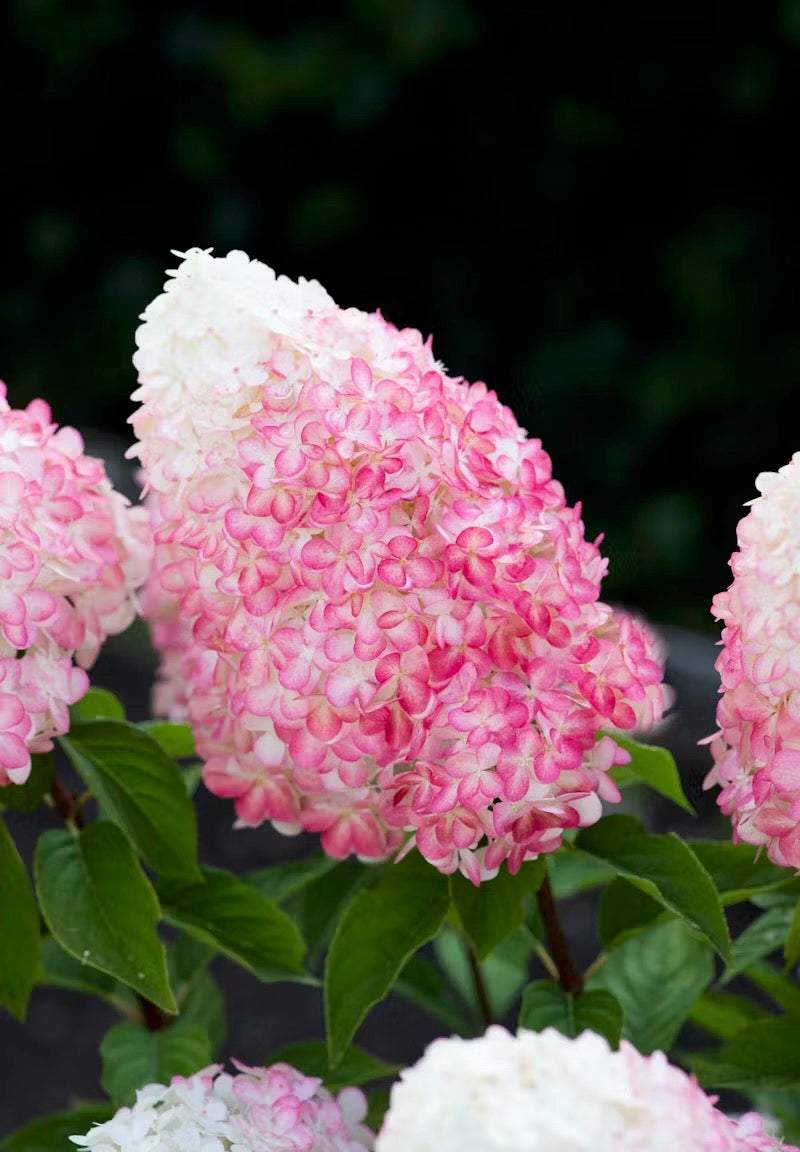 Hortenzija Living Pink & Rose®