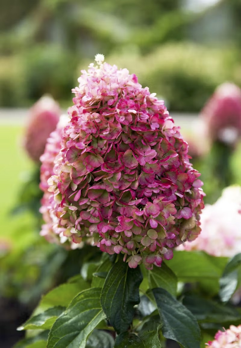 Hortenzija Living Pinky Promise®