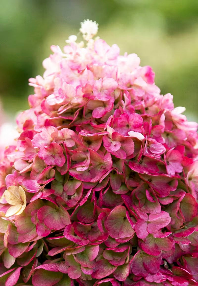 Hortenzija Living Pinky Promise®