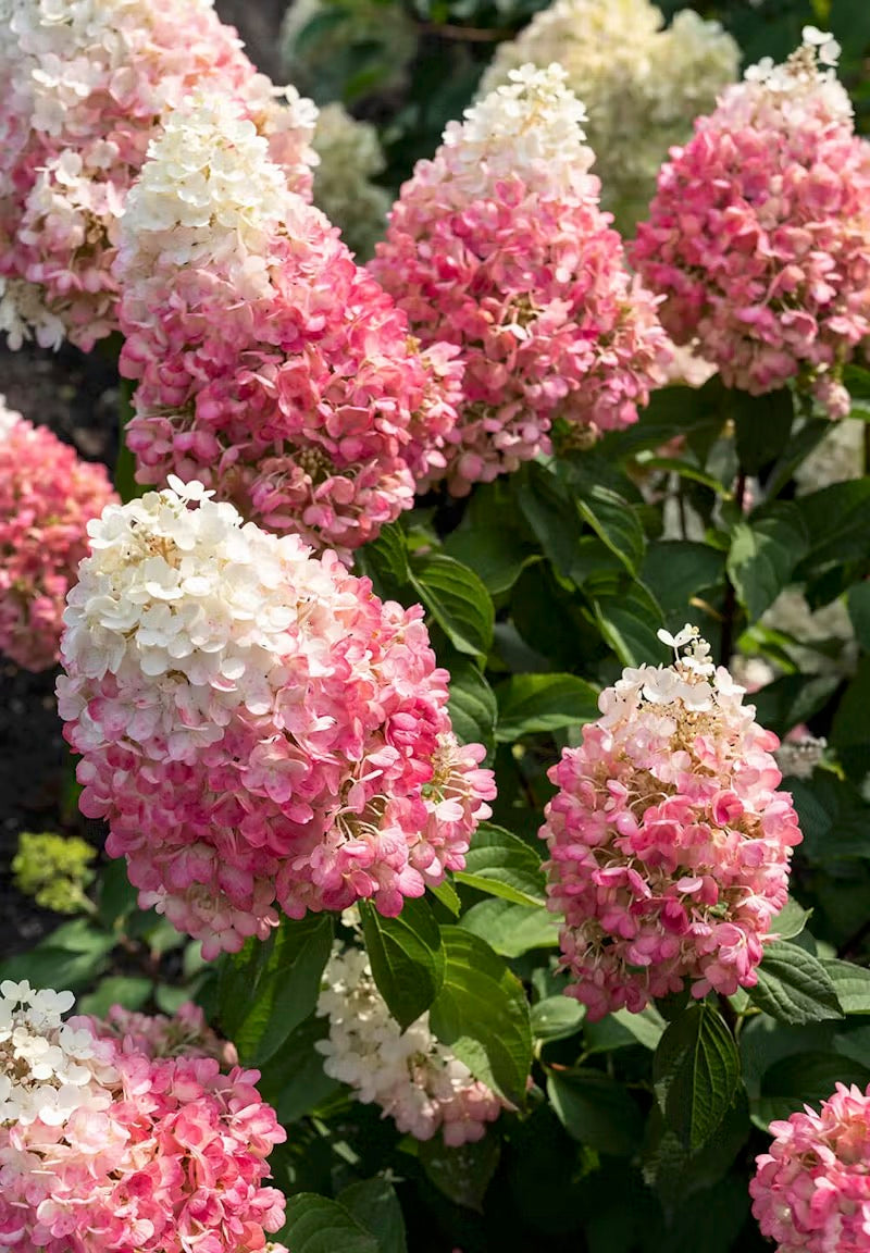 Hortenzija Living Pinky Promise®