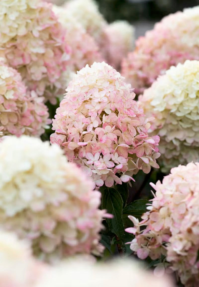 Hortenzija Living Raspberry Pink®