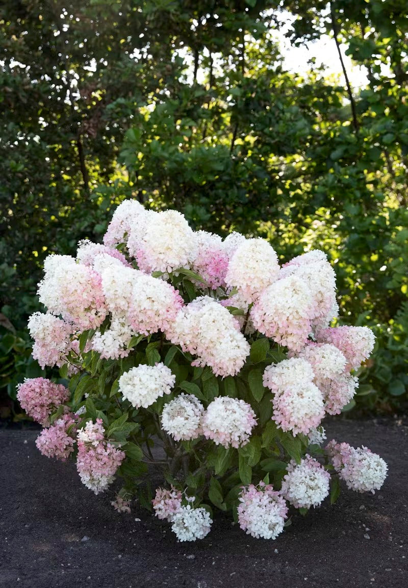 Hortenzija Living Raspberry Pink®