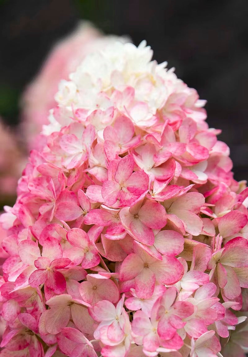 Hortenzija Living Raspberry Pink®