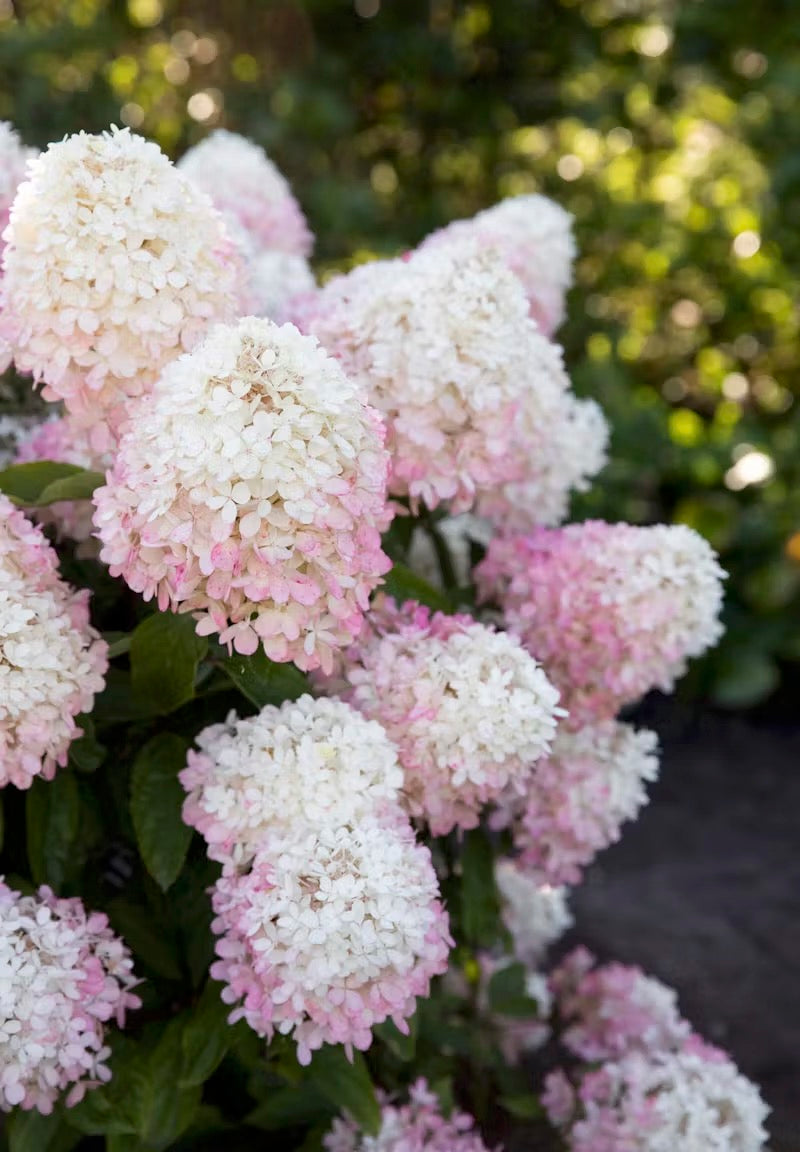 Hortenzija Living Raspberry Pink®