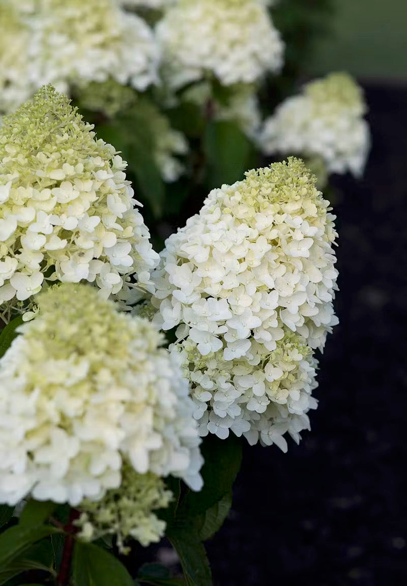 Hortenzija Living Sugar Rush®