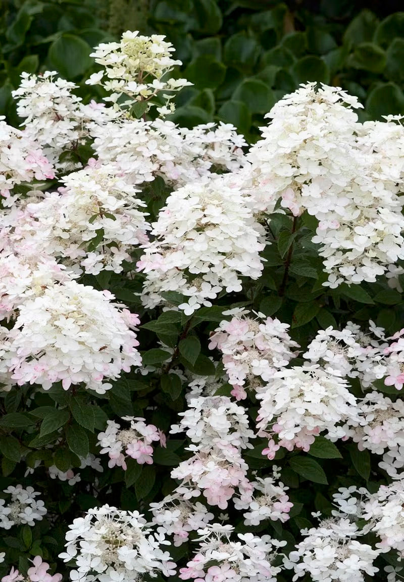 Hortenzija Living Touch Of Pink®
