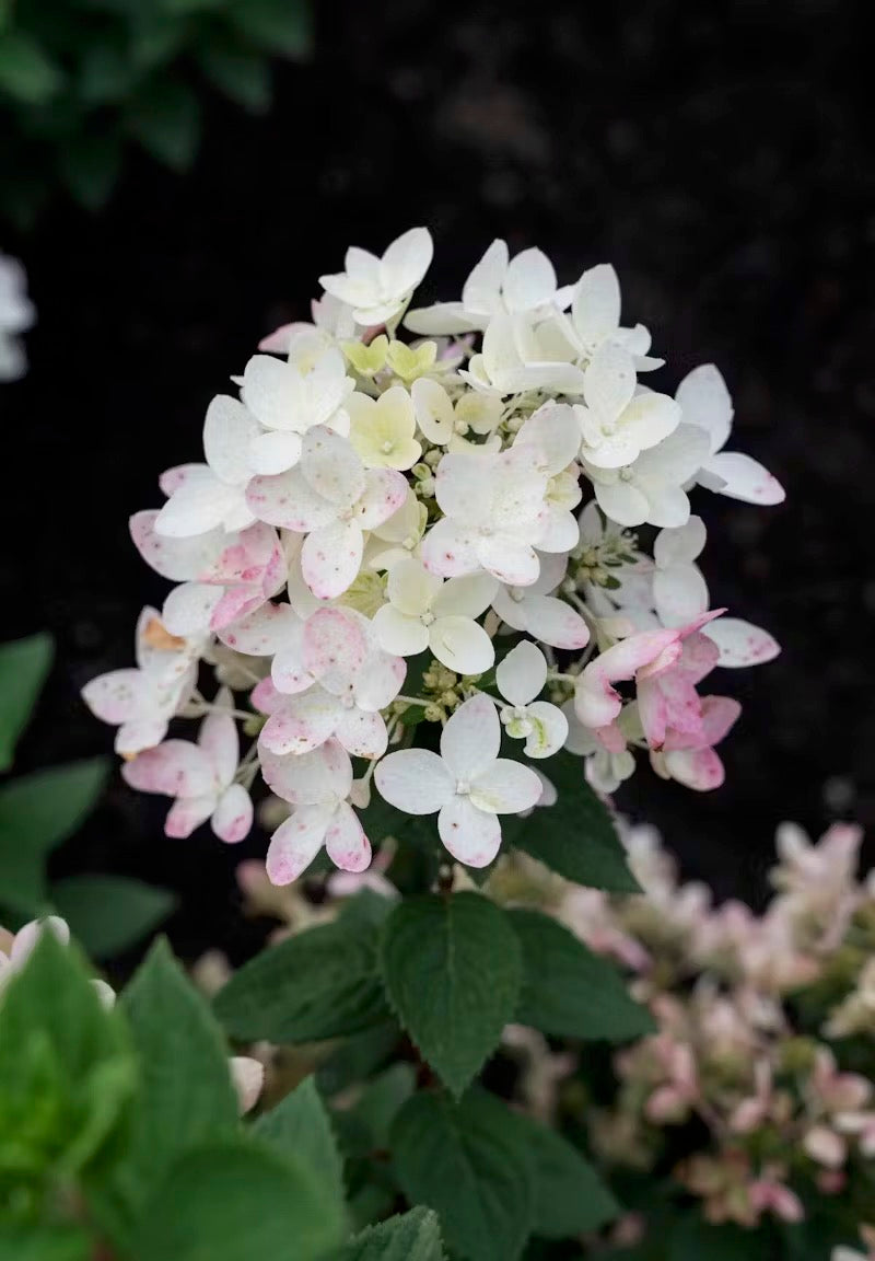 Hortenzija Living Touch Of Pink®