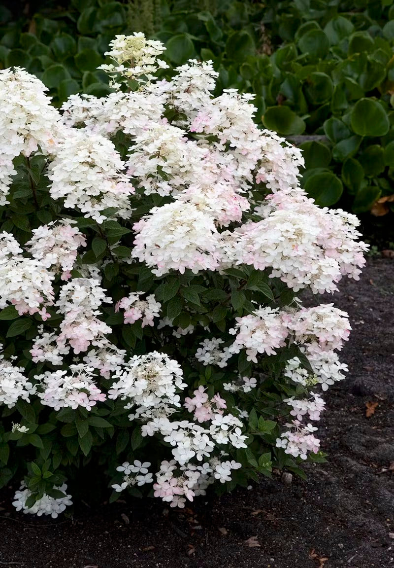 Hortenzija Living Touch Of Pink®