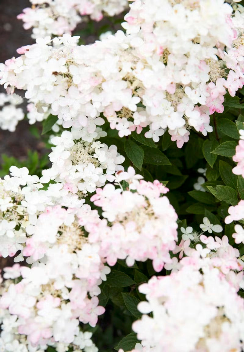 Hortenzija Living Touch Of Pink®