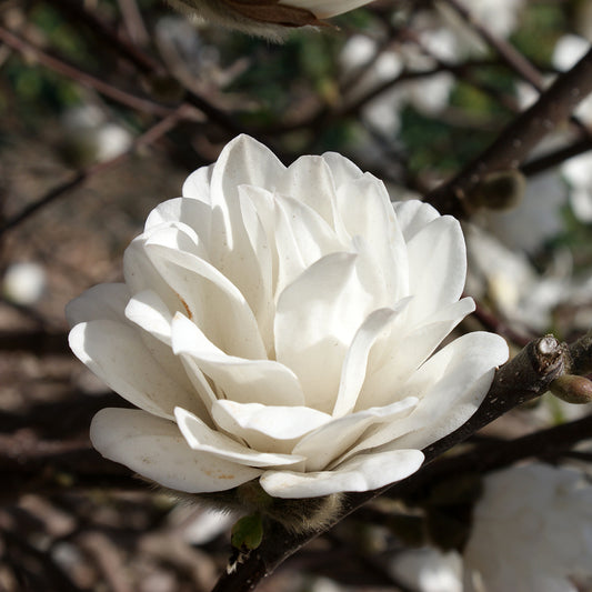 Magnolija 'Mag's Pirouette'