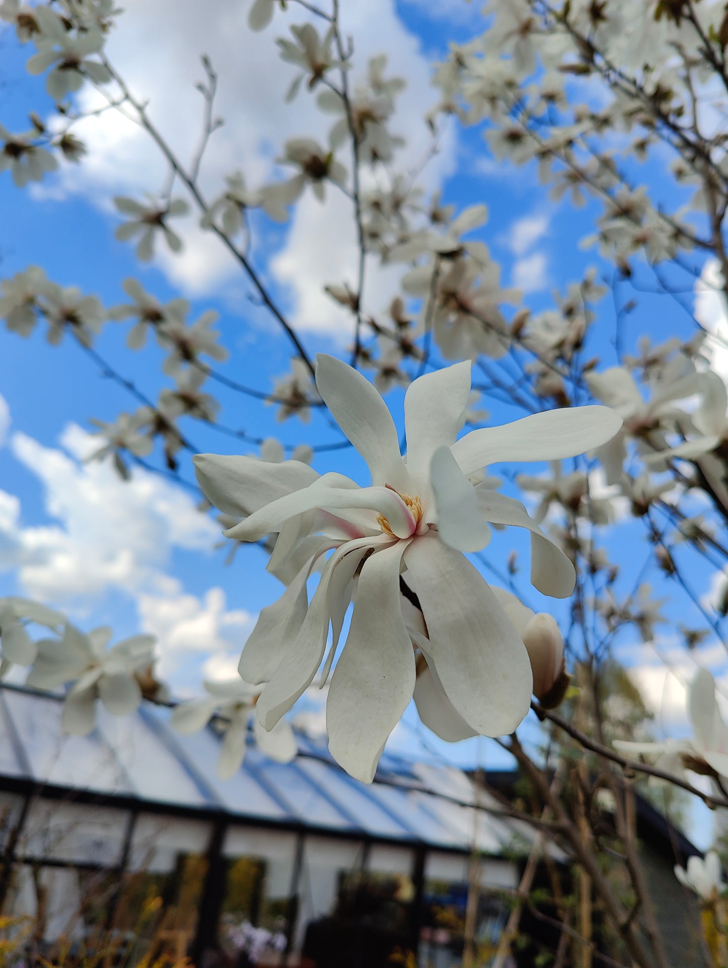 Magnolija 'Merill'