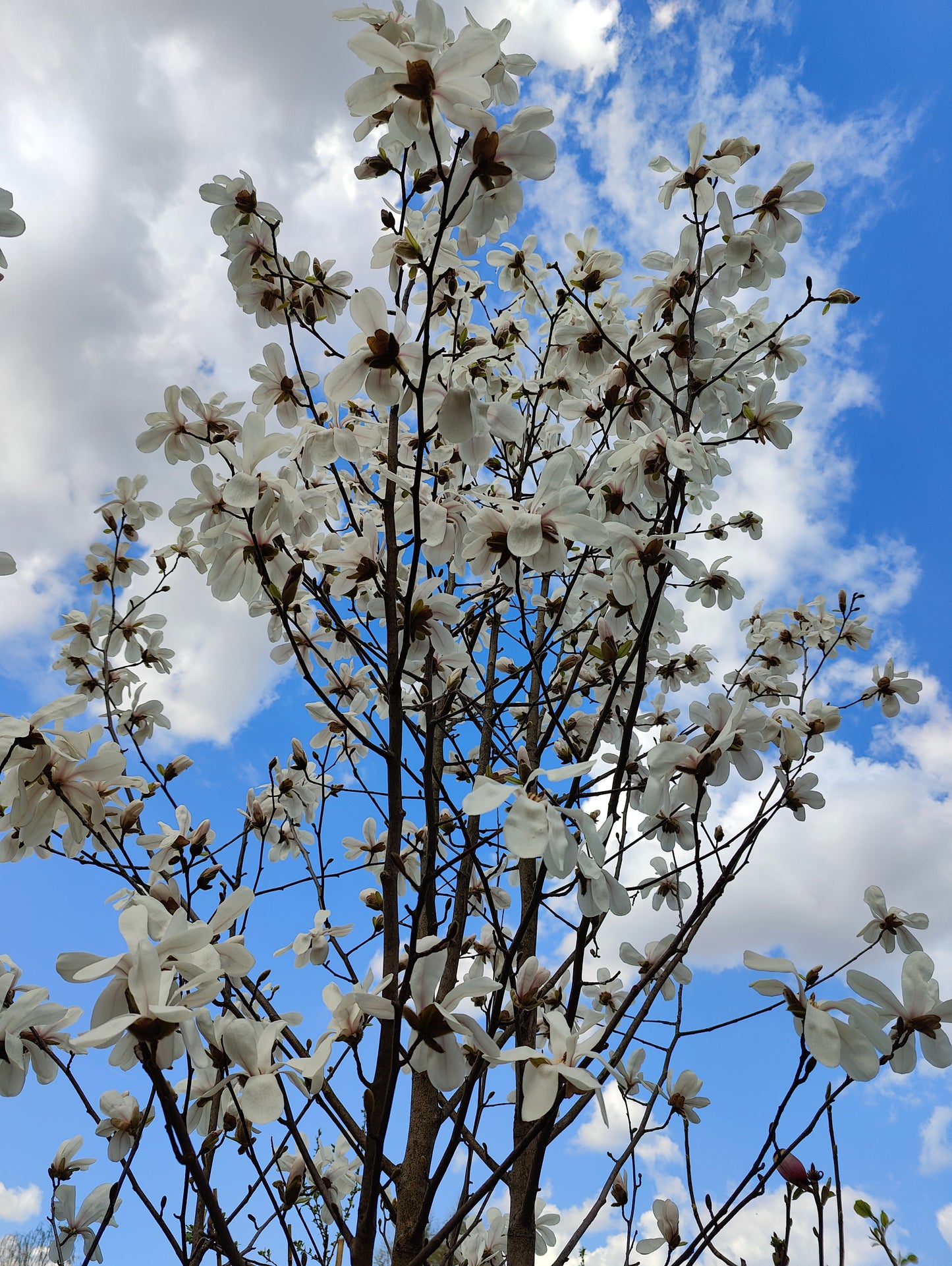 Magnolija 'Merill'