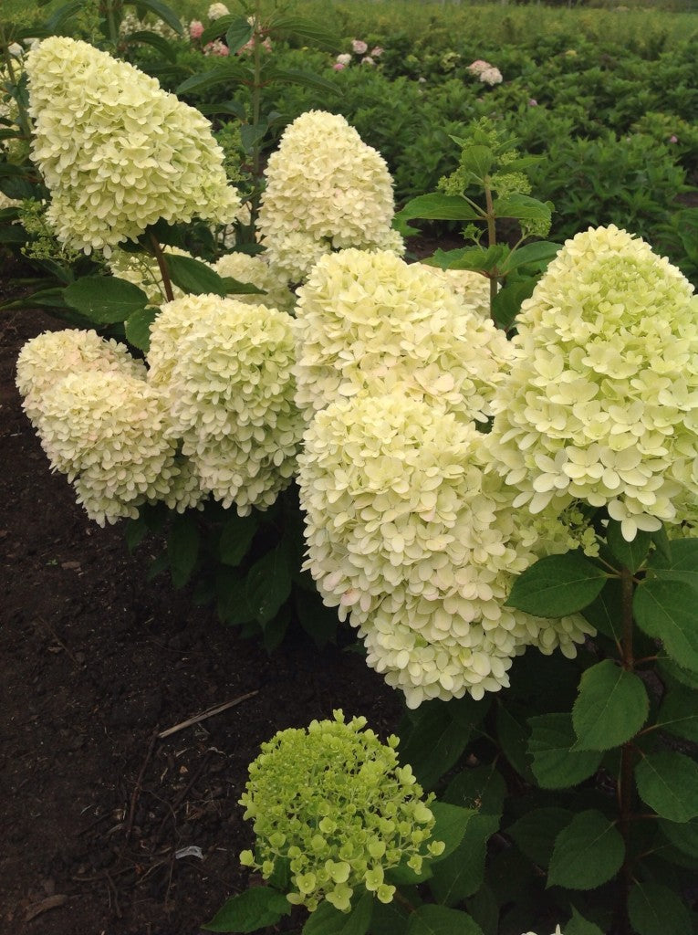 Hortenzija Magical Candle 'Bokraflame'