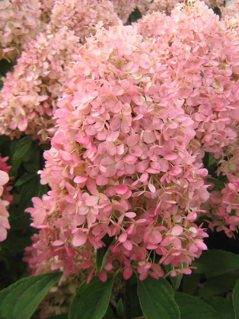 Hortenzija Magical Candle 'Bokraflame'